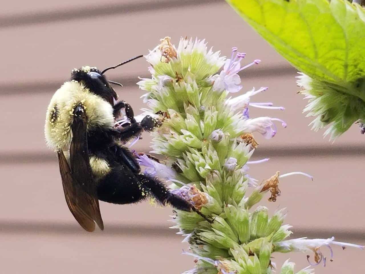 Bumblebee on Flower – The Great Southeast Pollinator Census