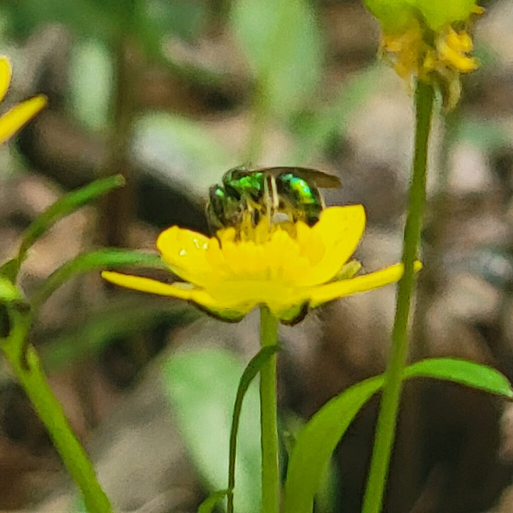 Green metallic bee on yellow flower