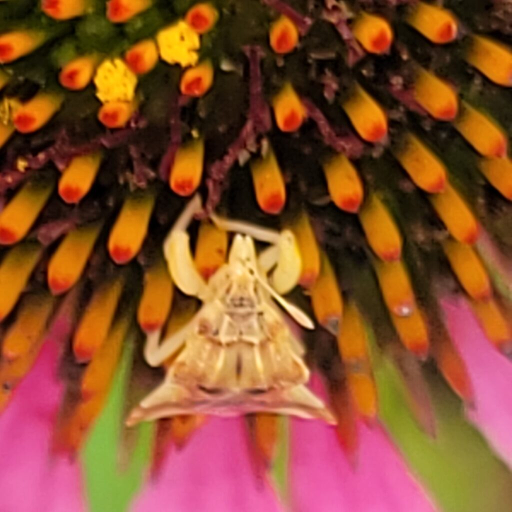 Ambush bug on zinnia