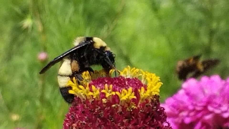 American Bumble bee getting nectar from yellow flowers