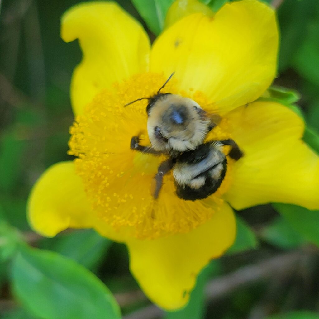 Bombus bimaculatas (two spotted bumble bee) on St. Johns Wort flower