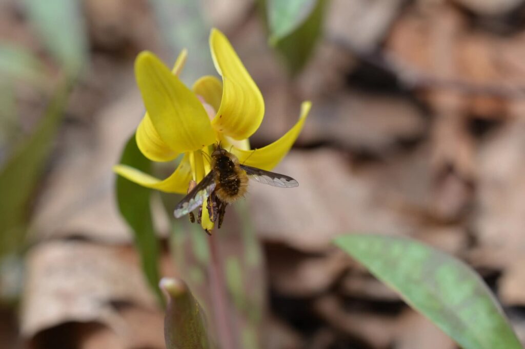 Bombyliidae fly on a yellow trout lily