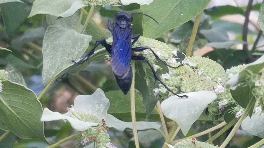 Great black wasp balancing on mountain mint