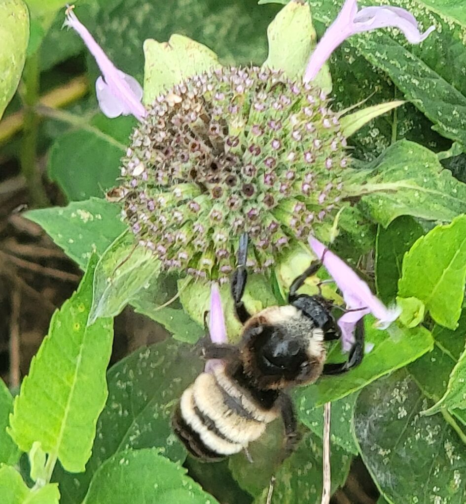 Black and Gold Bumble Bee on Bee Balm