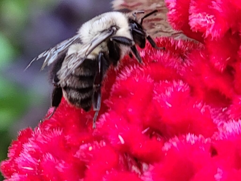 Bombus impatiens (Eastern bumble bee) on red flower