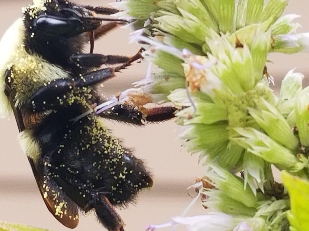 Close up of Eastern bumble bee getting nectar from purple flower