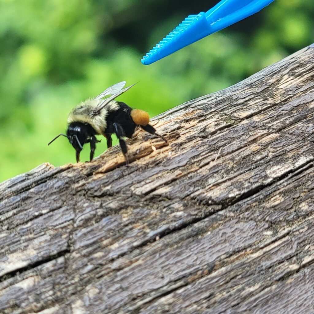 Bumble bee walking on wood