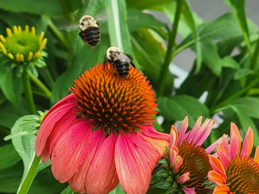 Two Eastern bumble bees. One is flight and one on a coneflower