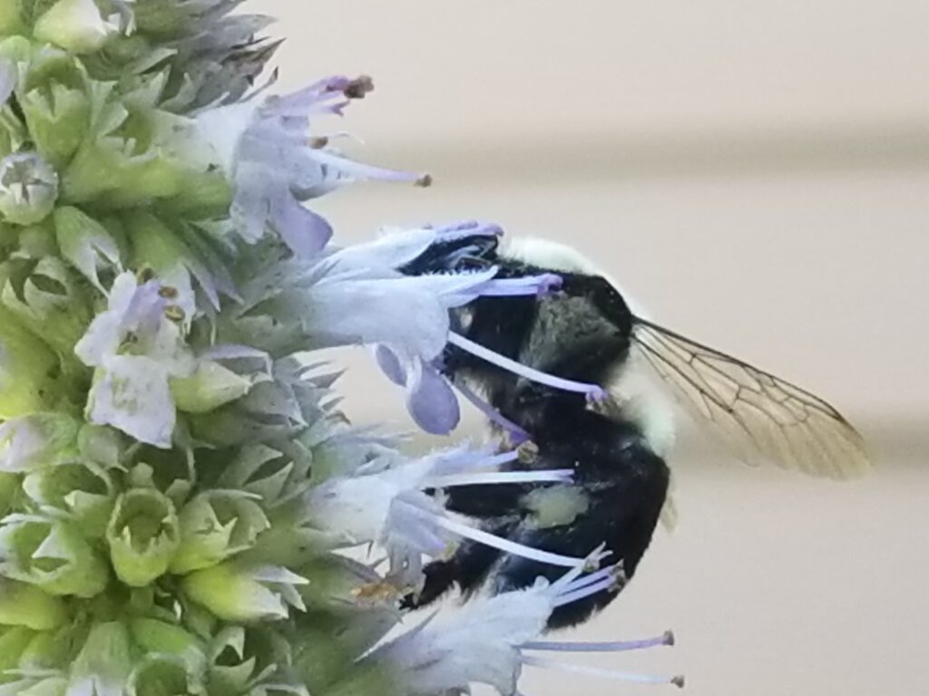 Bombus impatiens (Eastern bumble bee) with head in purple bloom