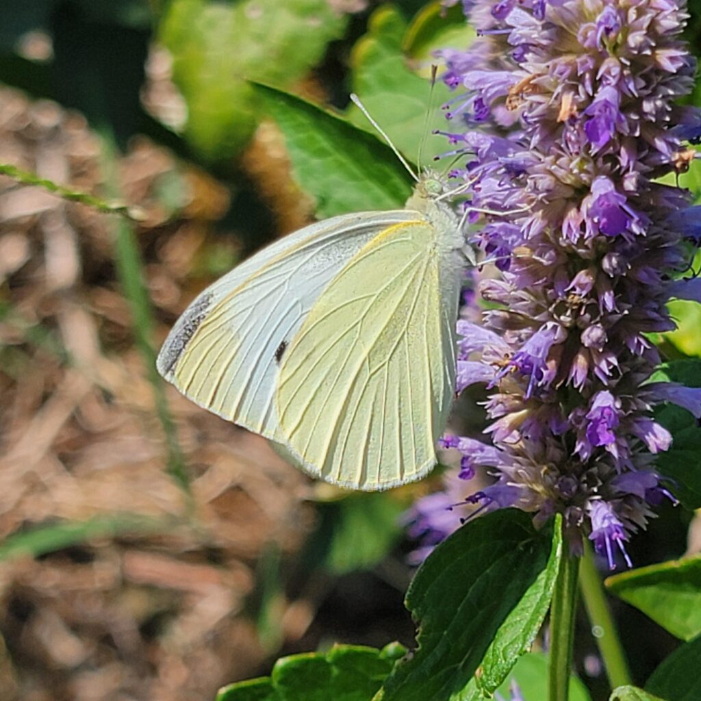 Cabbage white butterfly on purple flower