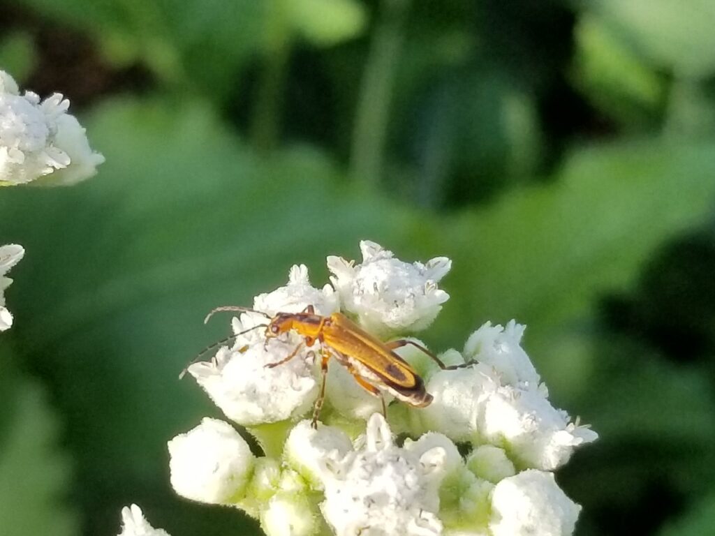 Soldier beetle on white flower