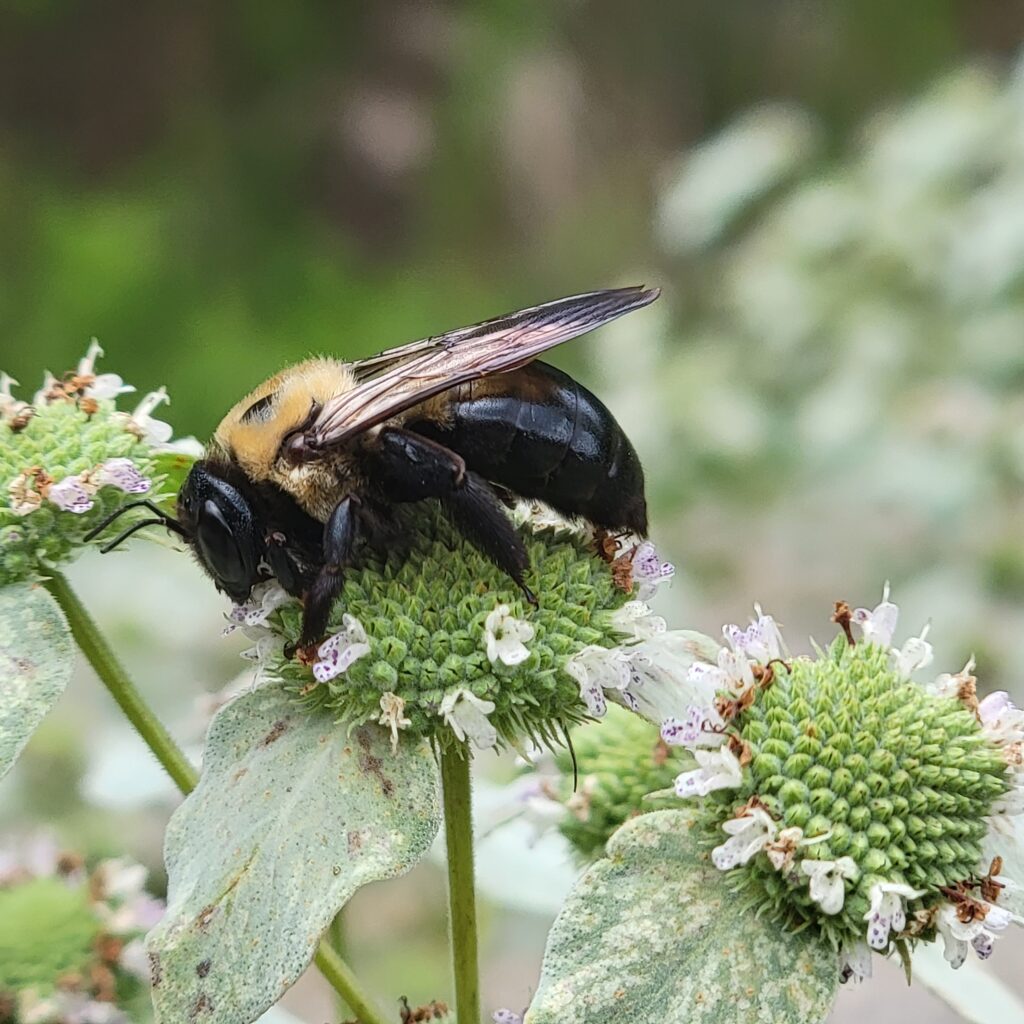 Carpenter bee on mountain mint