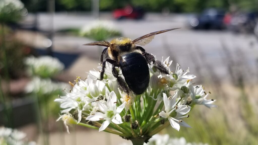 carpenter bee on chives
