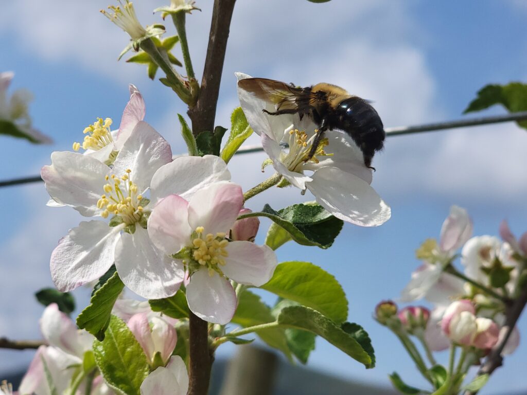 Carpenter bee on an apple bloom