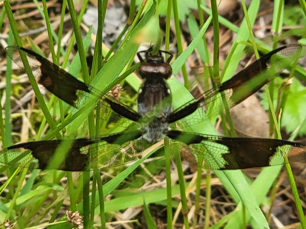 Dragonfly among green leaves