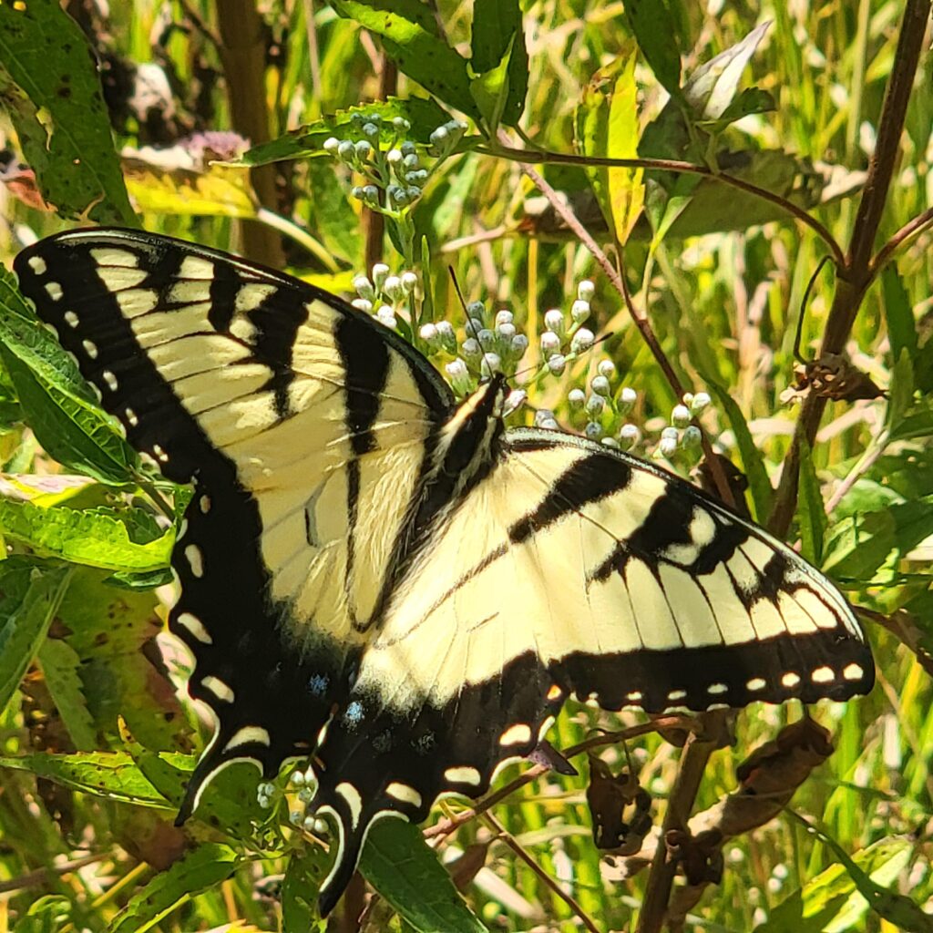 Eastern Swallowtail butterfly on boneset plant