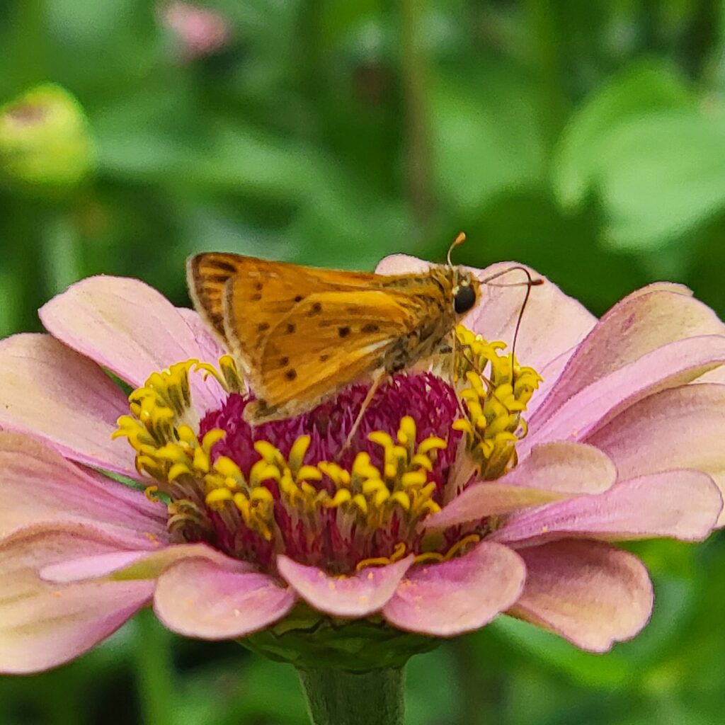Fiery skipper on pink zinnia