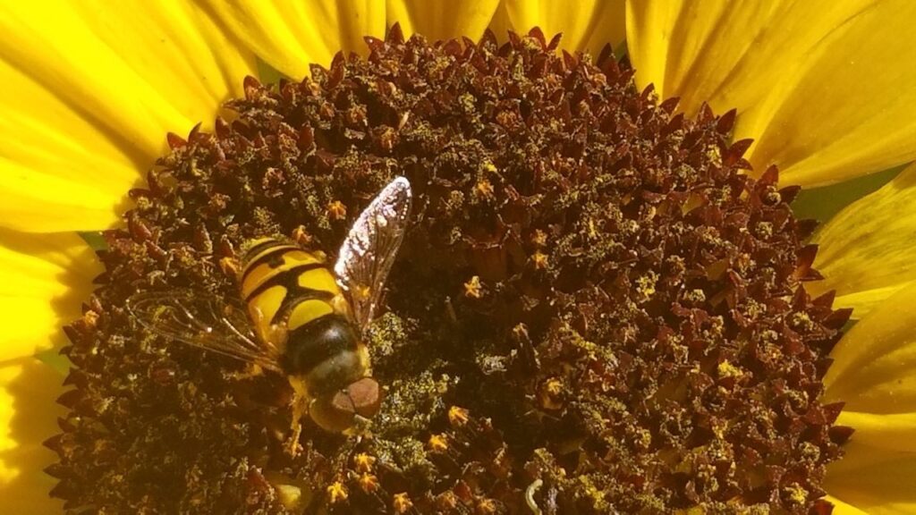 Bee mimic fly on sunflower
