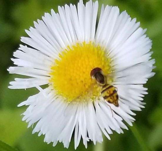 Syrphid fly on fleabane flower