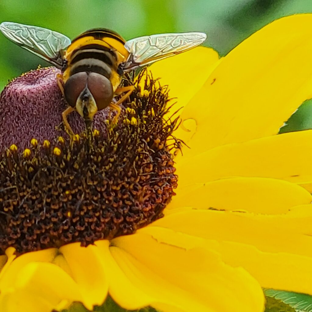 Bee mimic fly face close up on yellow flower
