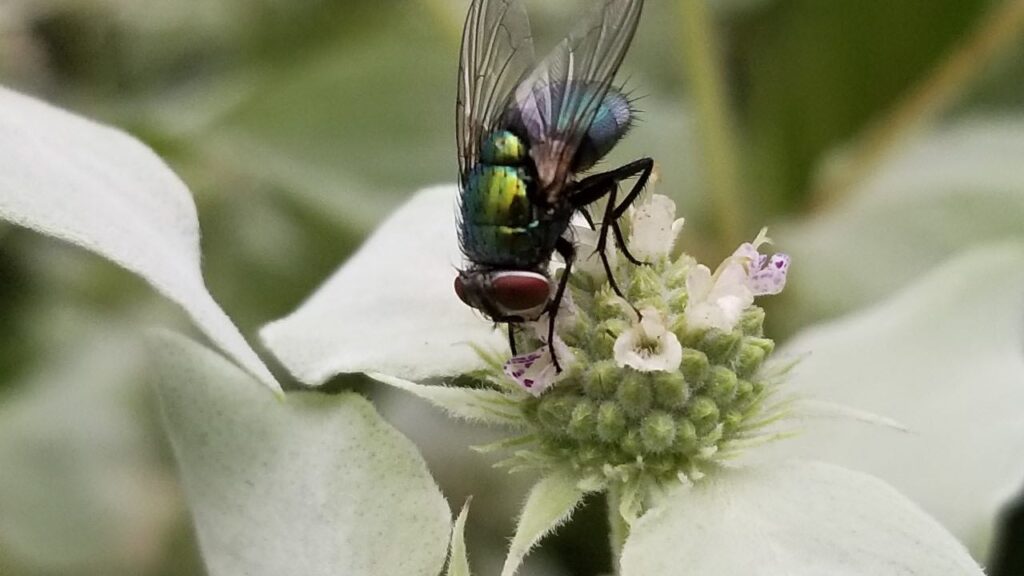 Tachinid fly on mountain mint