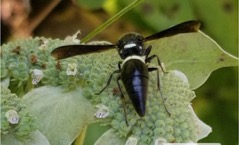 Four toothed mason wasp on mountain mint