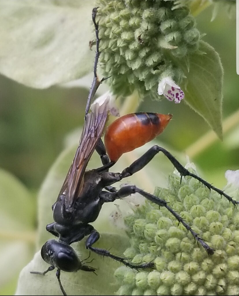 Thin waisted wasp on mountain mint