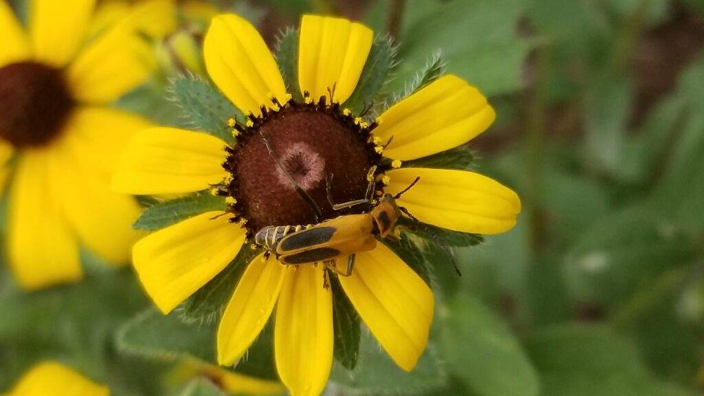 Soldier beetle on yellow flower