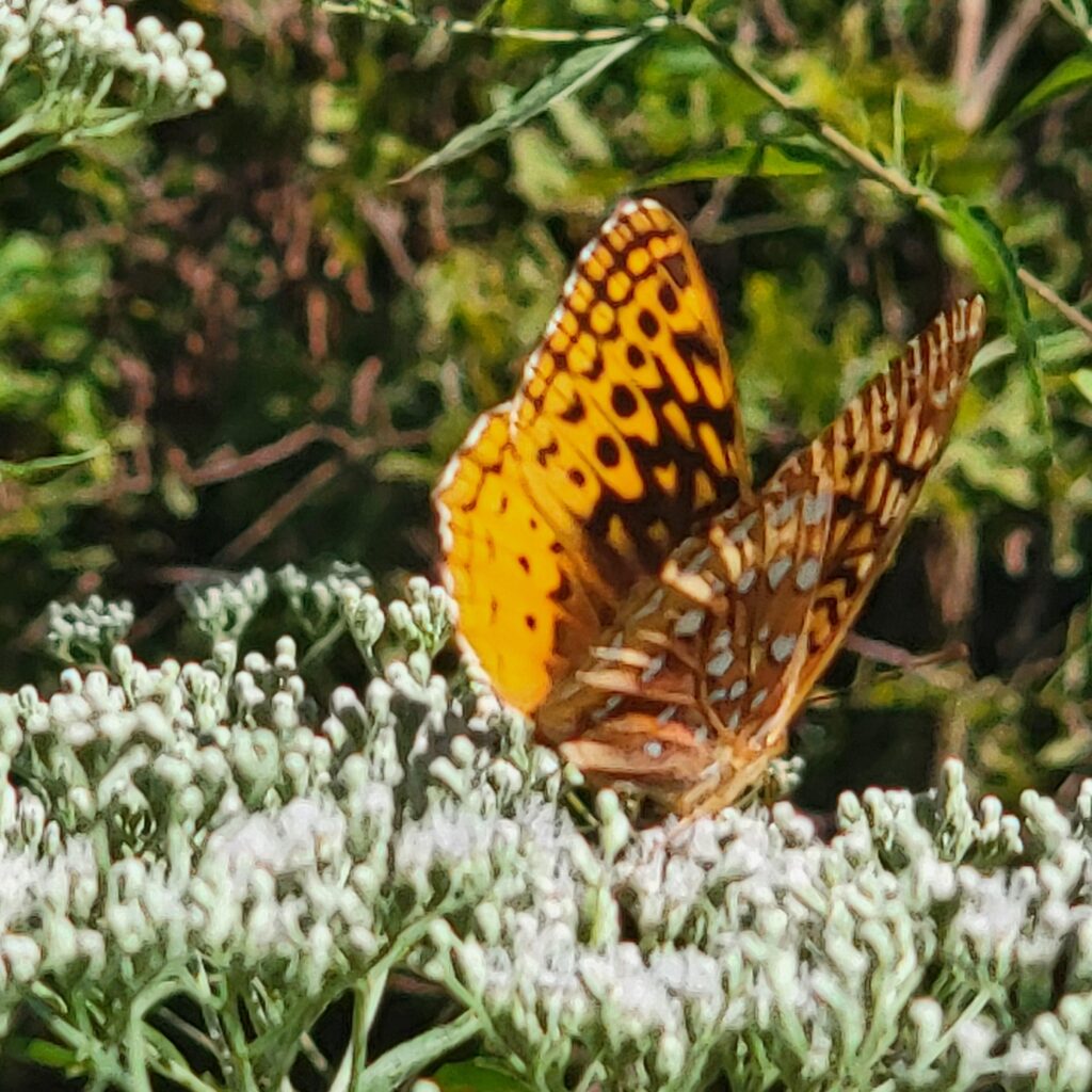 Great Spangled butterfly on boneset