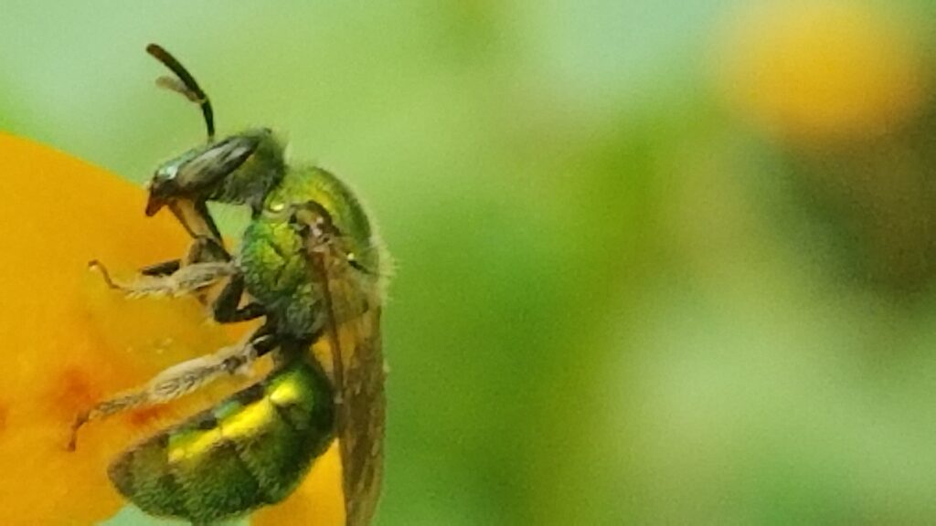 Green small bee on yellow flower