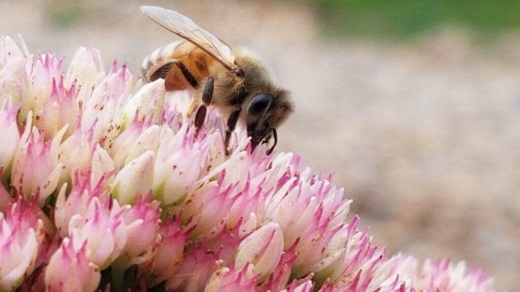 Honey bee on Autumn Joy Sedum