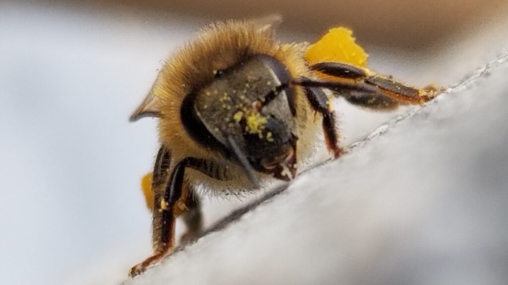 Honey bee face close up