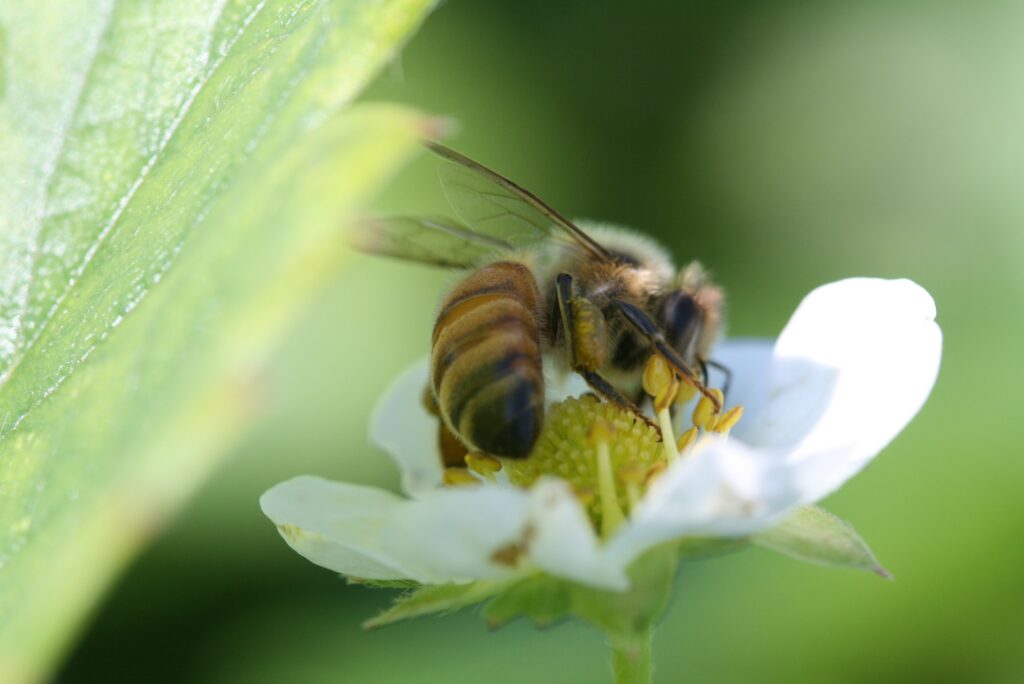 Honey bee on white flower