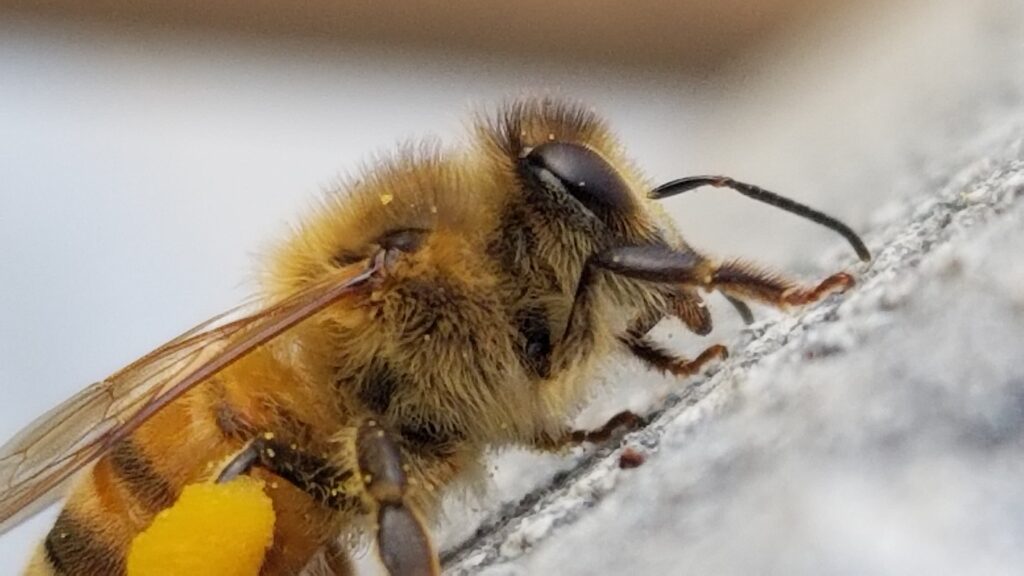 Honey bee close up from the side