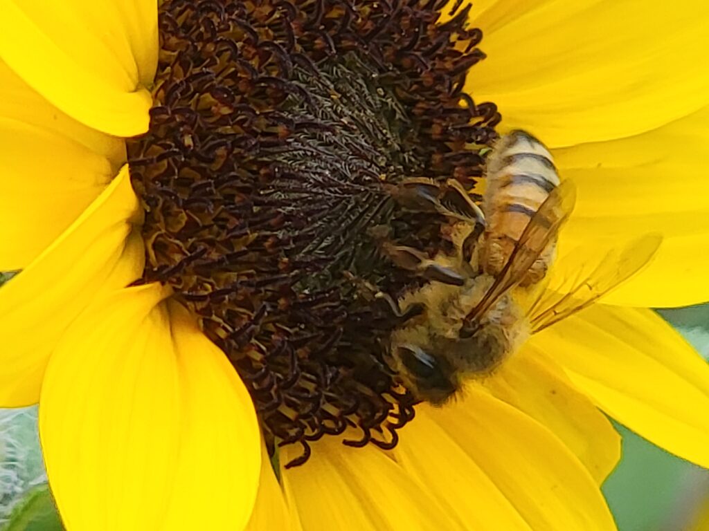 Honey bee on yellow flower