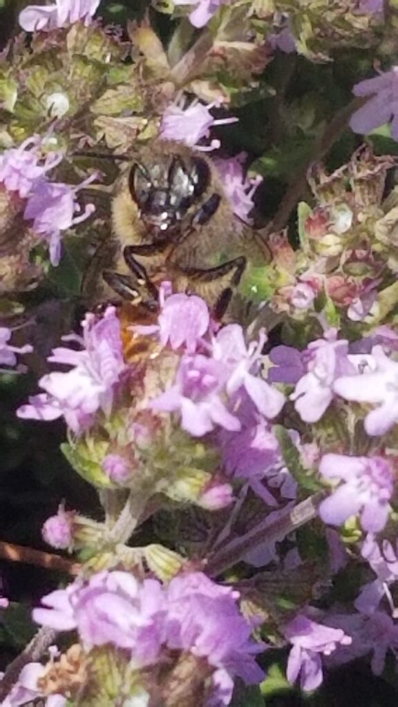 Honey bee face as bee is on pink flower
