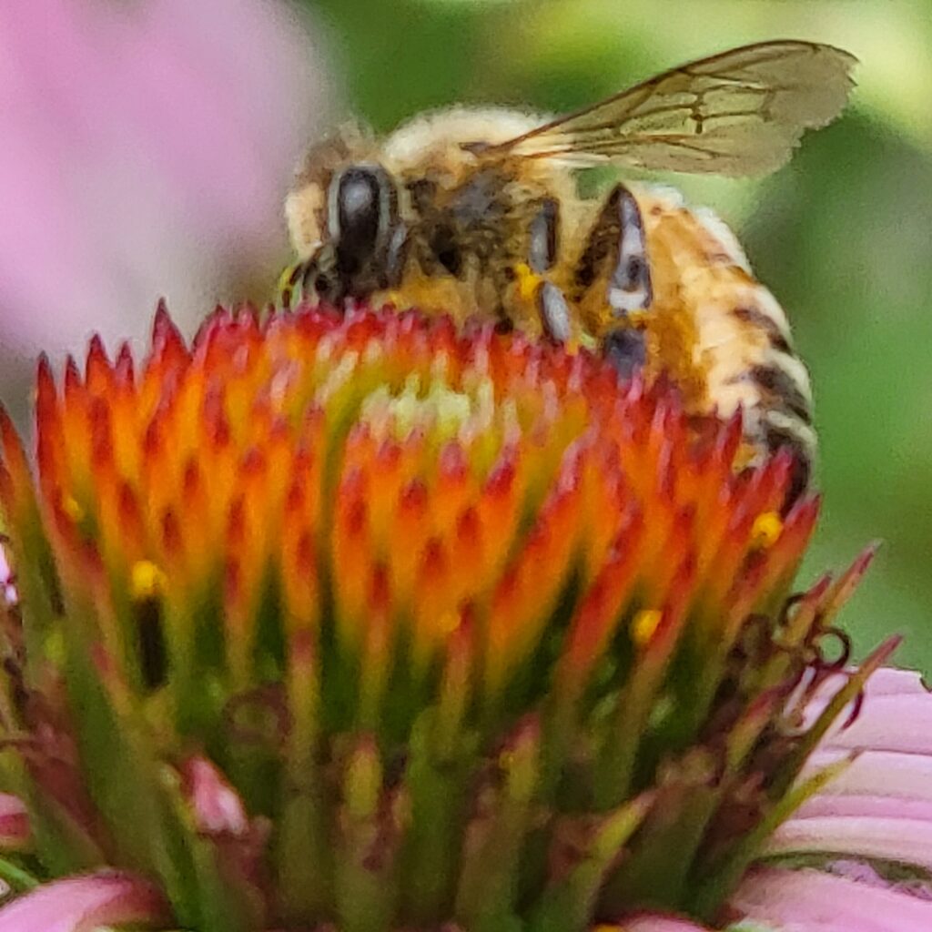 Honey bee on coneflower