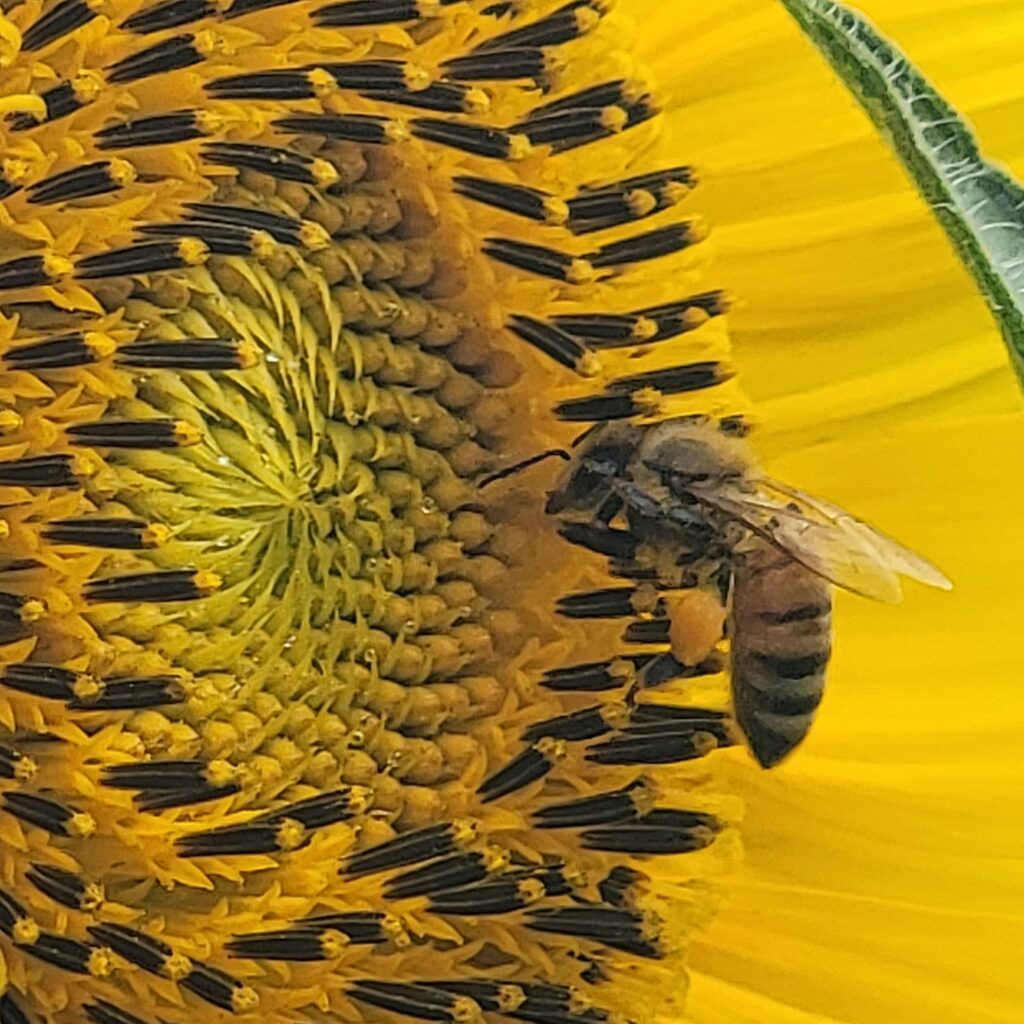 Honey bee landing on sunflower