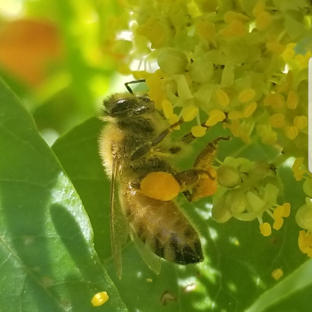 Honey bee on sumac flower