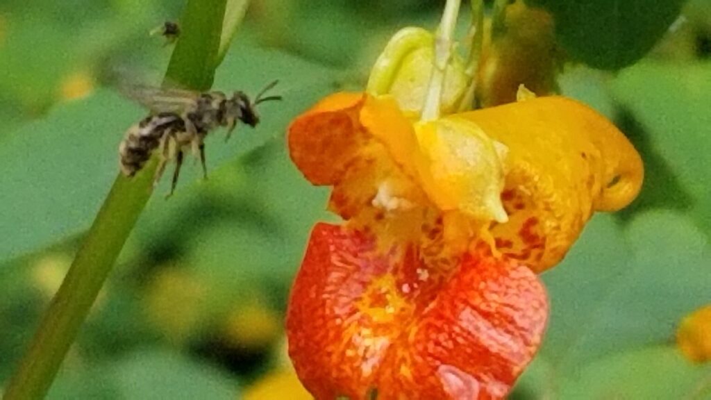 Small bee flying to jewelweed