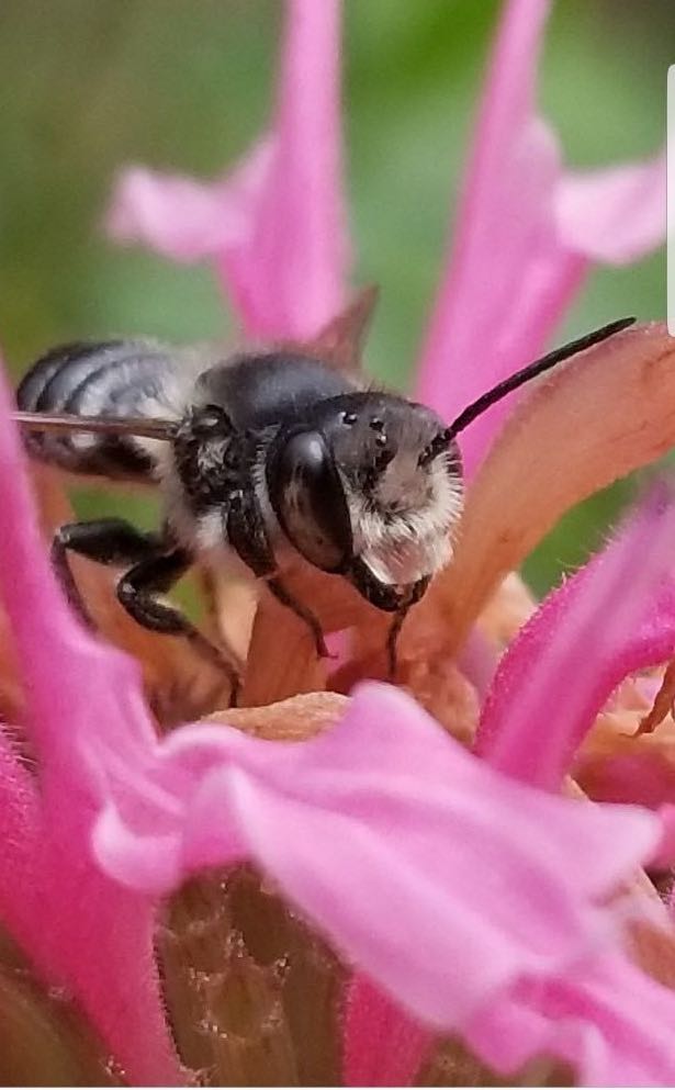 Leafcutter bee on pink flower