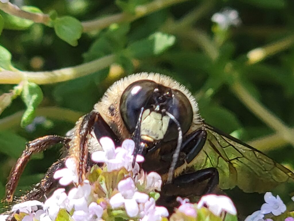Male carpenter bee face