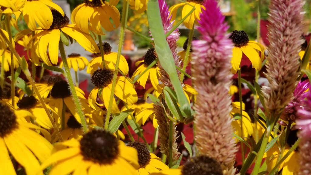 Praying mantis in yellow and pink flowers