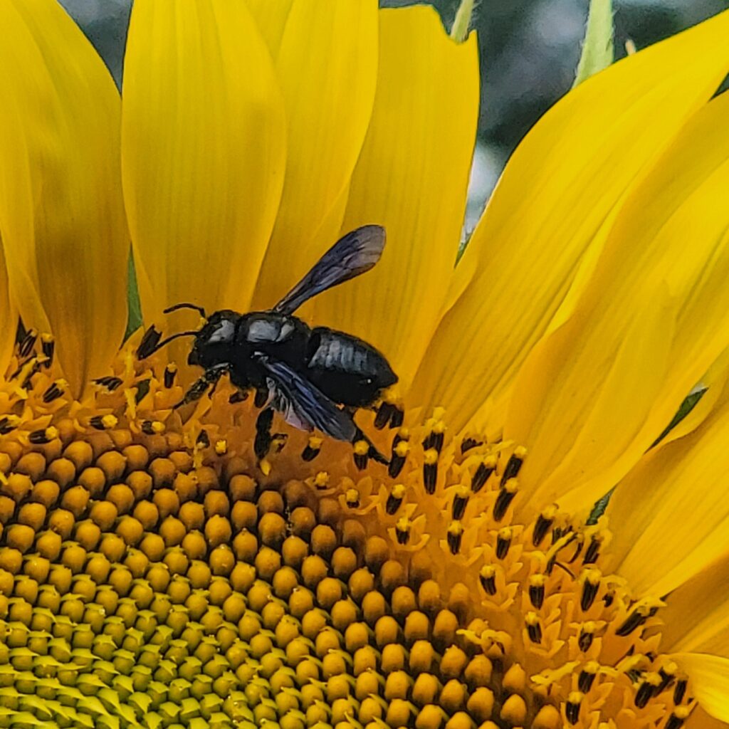 Small bee on sunflower