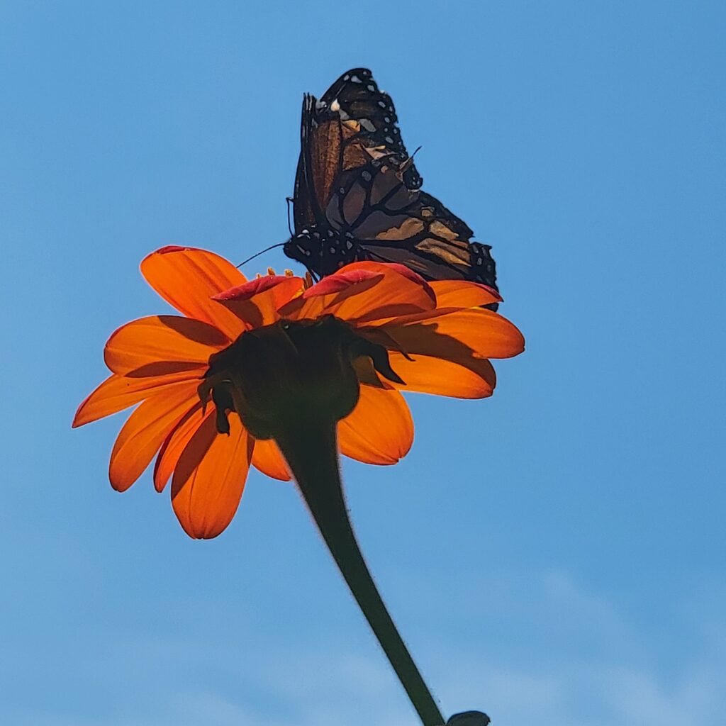 Monarch butterfly on tithonia