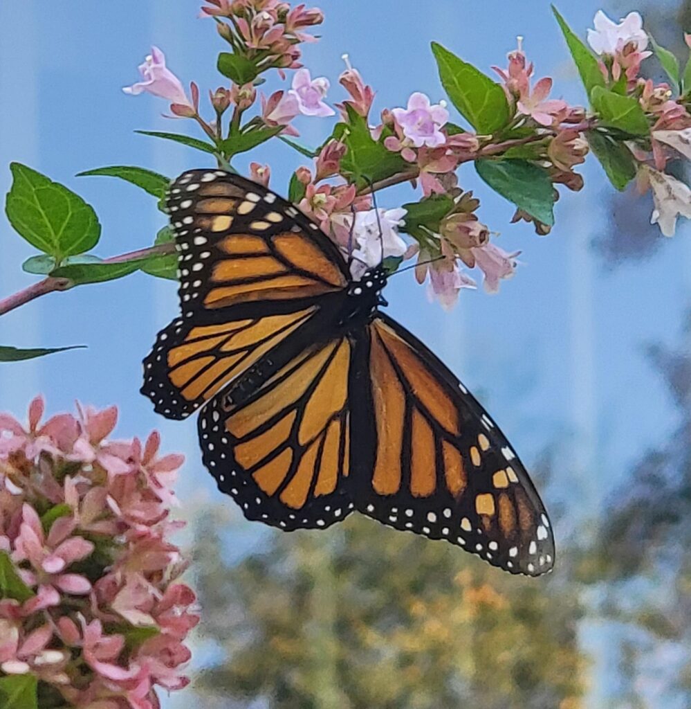 Monarch butterfly on pink abelia