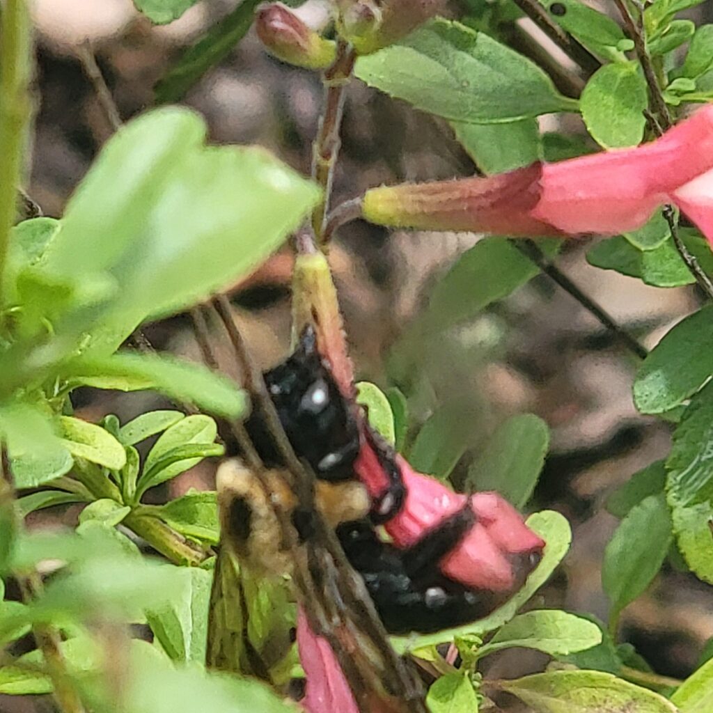 Carpenter bee nectar robbing a pink flower