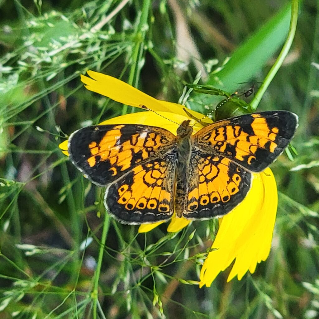 Pearl Crescent butterfly on yellow flower