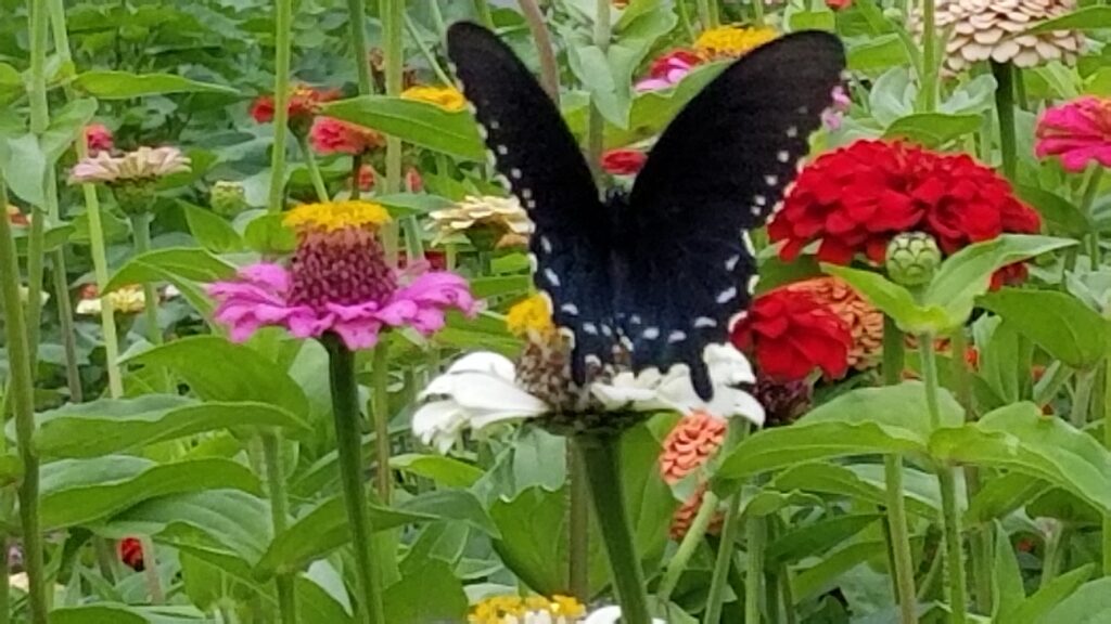 Pipevine butterfly on zinnias