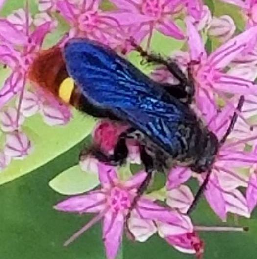 Scoliid wasp on pink flower